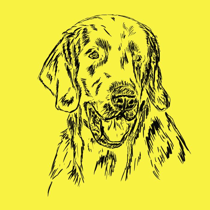 Flat coated retriever - citonová