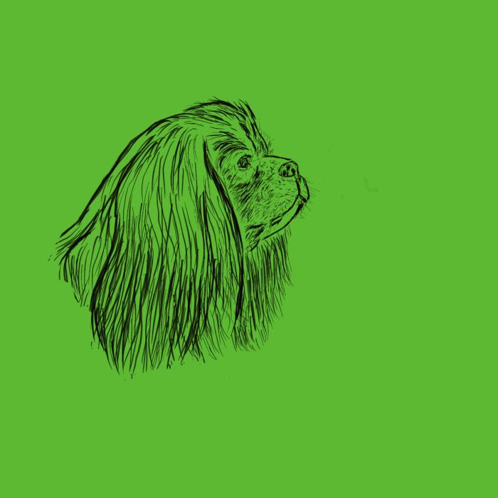 Kavalír king Charles španěl - apple green