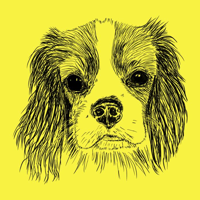 Cavalier - citonová