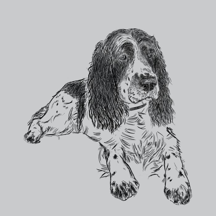Springer Spaniel - světle šedý melír