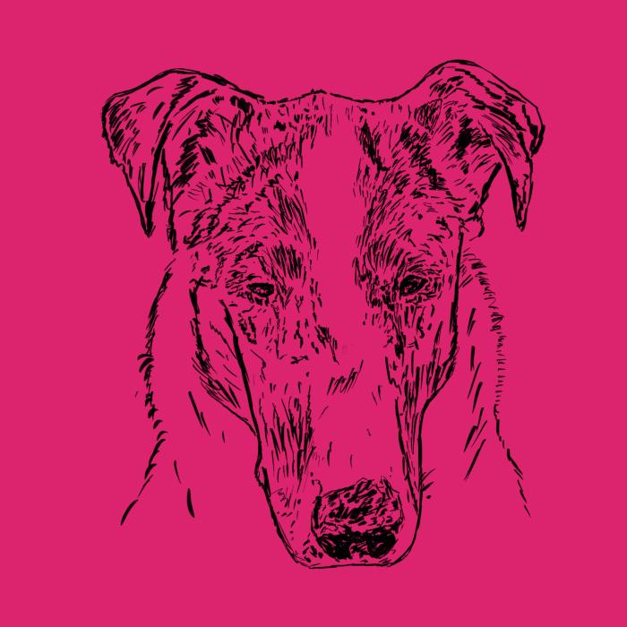 Kolie krátkosrstá - malinová