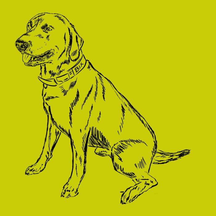 Labradorský retriever - limetková
