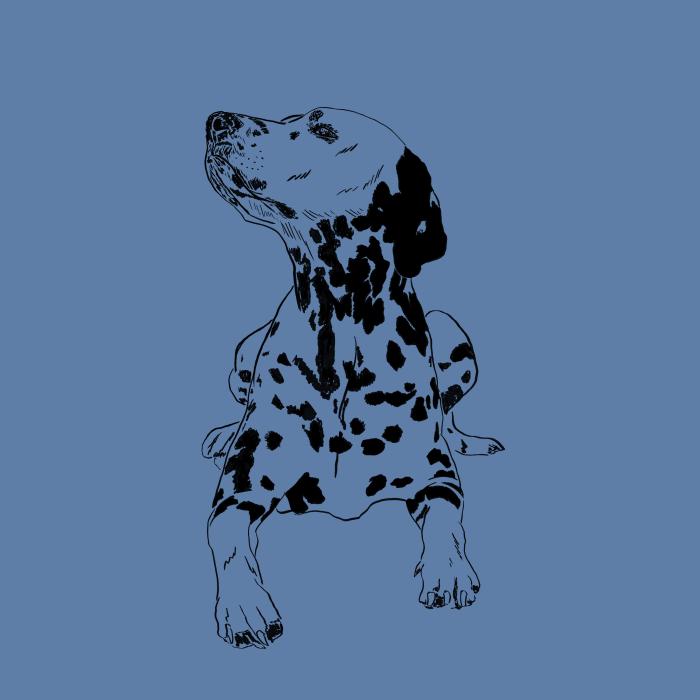 Dalmatin - nebesky modrá